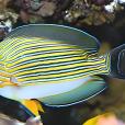 金線吊魚 金線吊魚
