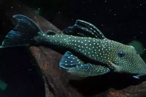 異星衫魚屬