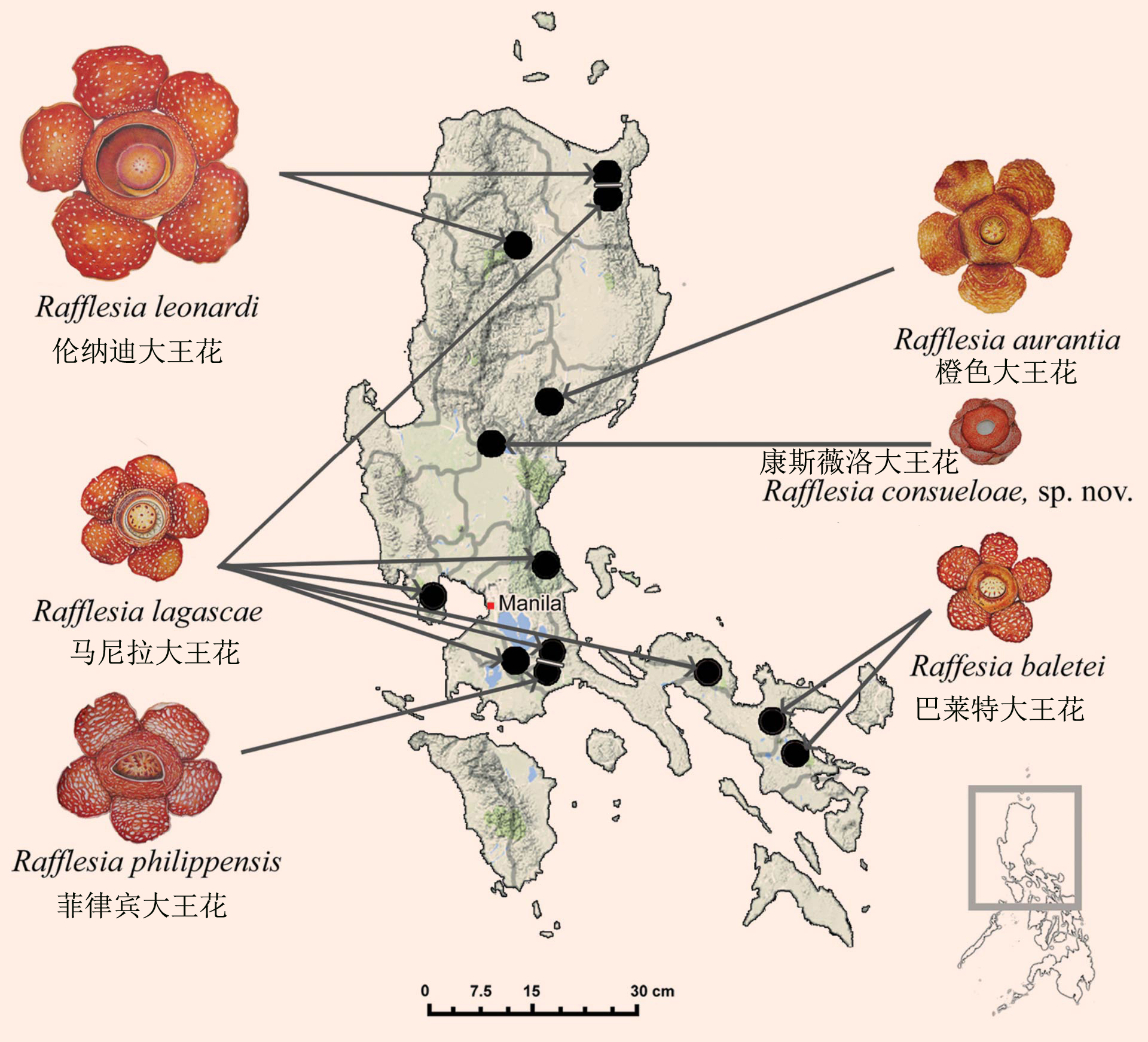 呂宋島六種大王花分布圖