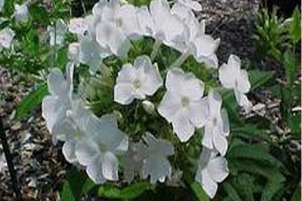 Phlox paniculata \x27Miss Universe\x27