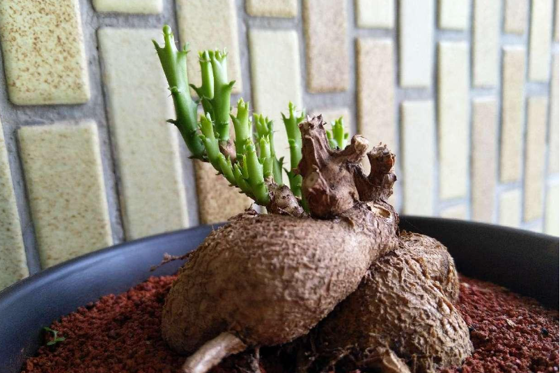 狗奴子麒麟 狗奴子麒麟