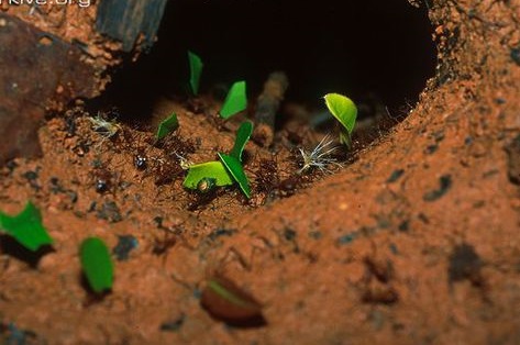 芭切葉蟻將切下的葉子帶回巢穴中