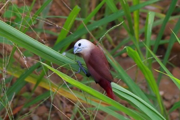 白頭文鳥