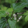 硃砂藤(夾竹桃科鵝絨藤屬植物) 硃砂藤(夾竹桃科鵝絨藤屬植物)