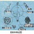 紫膠蚧 紫膠蚧