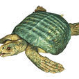 古海龜