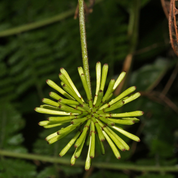 Cojoba sophorocarpa