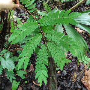 Cojoba sophorocarpa