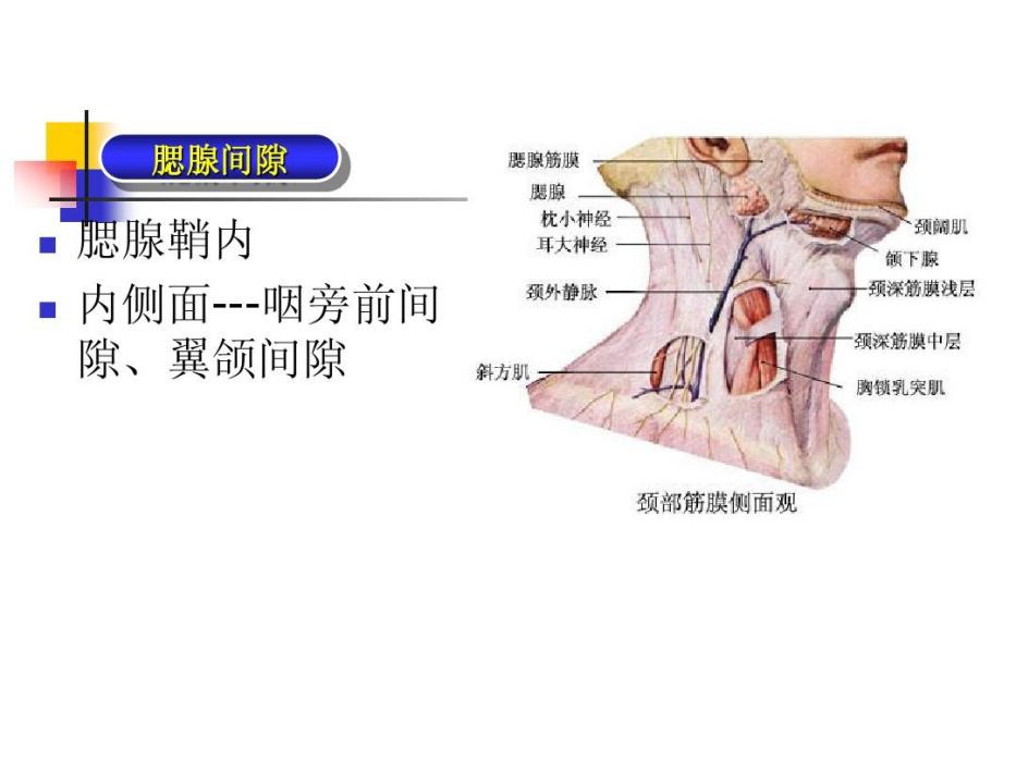 腮腺鞘 腮腺鞘