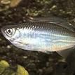閃電斑馬魚 閃電斑馬魚