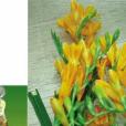 樹蘭花油 樹蘭花油