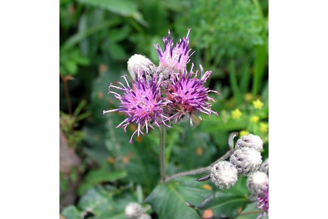 絲葉風毛菊 絲葉風毛菊