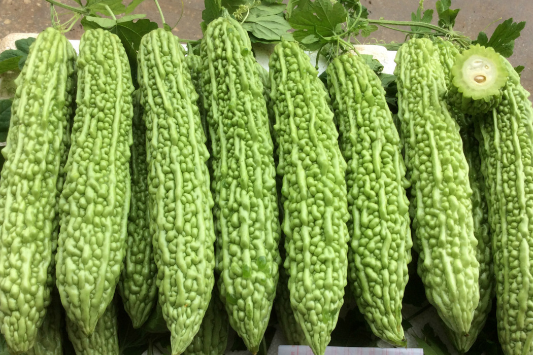 金船52號苦瓜 金船52號苦瓜