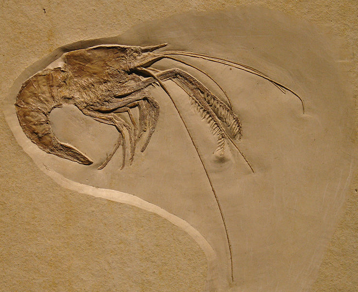 Aeger elegans fossil