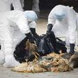 H5N1疫情 H5N1疫情