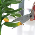 Trim(英語單詞) Trim(英語單詞)