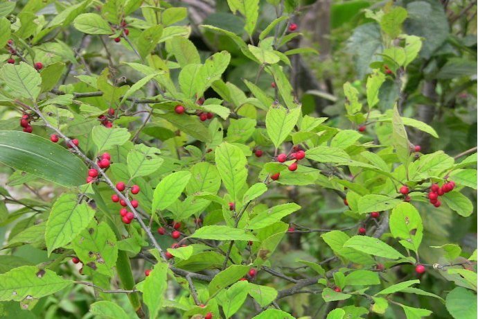 落霜紅(冬青科冬青屬植物)