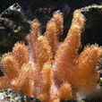 叉乾星珊瑚