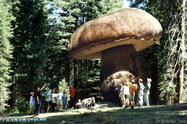 最大蘑菇