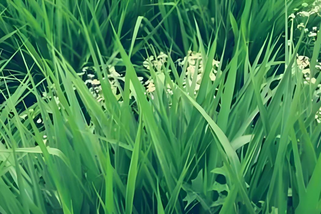 大芻草 大芻草