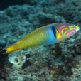 黃衣錦魚(青花龍) 黃衣錦魚(青花龍)