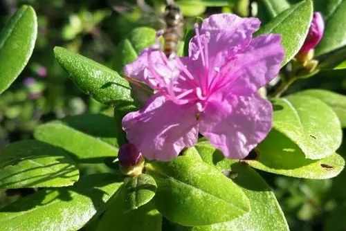 秋日杜鵑 秋日杜鵑