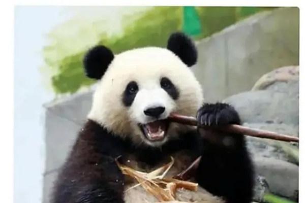 大熊貓壯壯 大熊貓壯壯