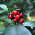 多脈茵芋 多脈茵芋
