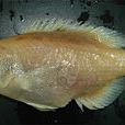 尖頭普提魚 尖頭普提魚