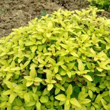 牛至(Origanum vulgare)