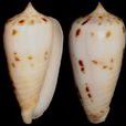 血斑稻草芋螺