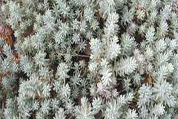 Sedum rupestre Sedum rupestre