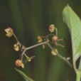 小白薇 小白薇