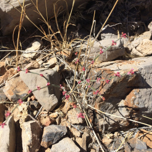 Eriogonum palmerianum