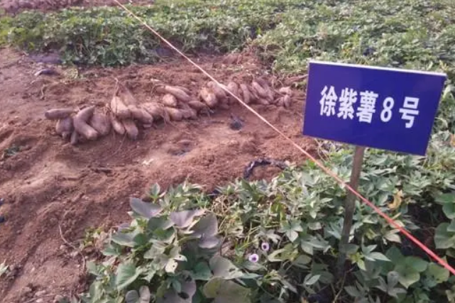 徐紫薯8號 徐紫薯8號