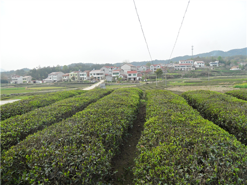 西莊畈村 西莊畈村