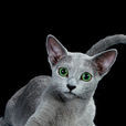 俄羅斯藍貓(Russian Blue) 俄羅斯藍貓(Russian Blue)