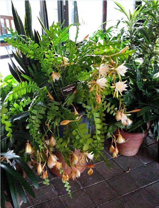 鋸齒曇花 鋸齒曇花