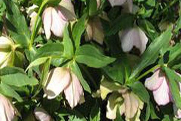 Helleborus × hybridus \x27Pink Lady\x27 Helleborus × hybridus \x27Pink Lady\x27