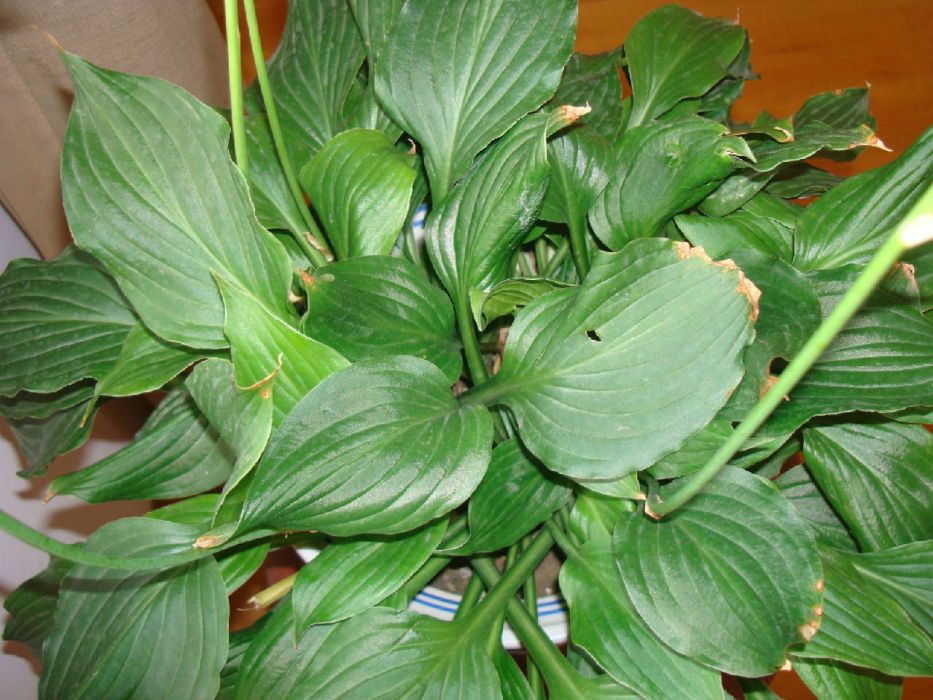 大魚鰾花(中藥材) 大魚鰾花(中藥材)