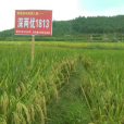 新兩優1813 新兩優1813