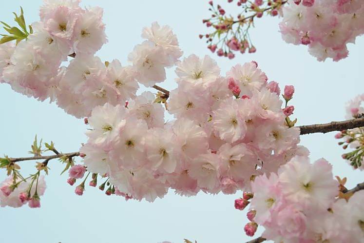 貴妃櫻