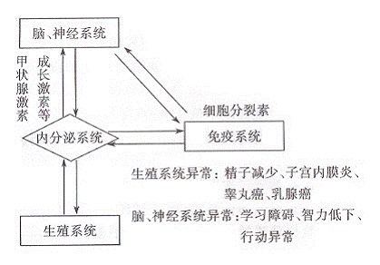 內分泌干擾物的危害