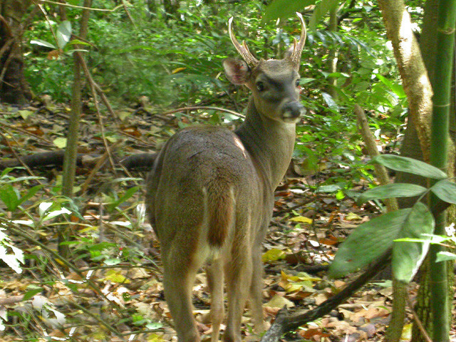 白尾鹿科伊瓦島亞種