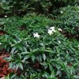 毛葉狗牙花 毛葉狗牙花
