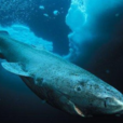 格陵蘭鯊魚