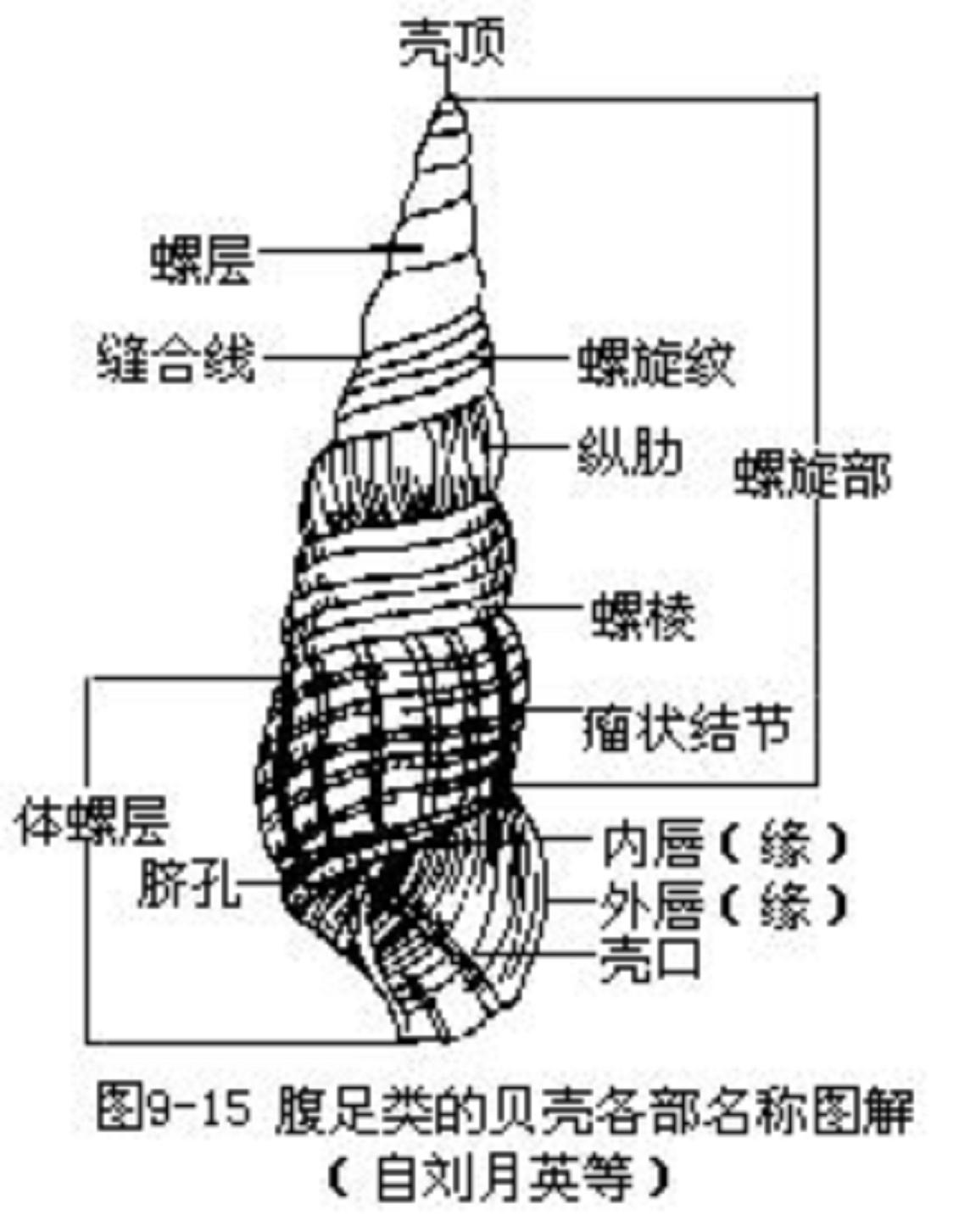 釘螺屬