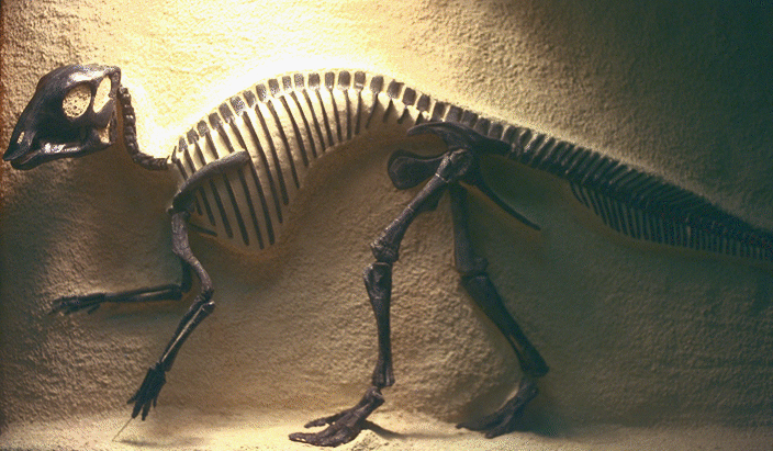 幼年鴨嘴龍科恐龍化石