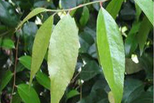 Xylosma congestum Xylosma congestum