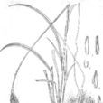 棕茅 棕茅